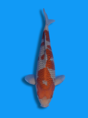 Ochiba Shigure | Koi&Co.